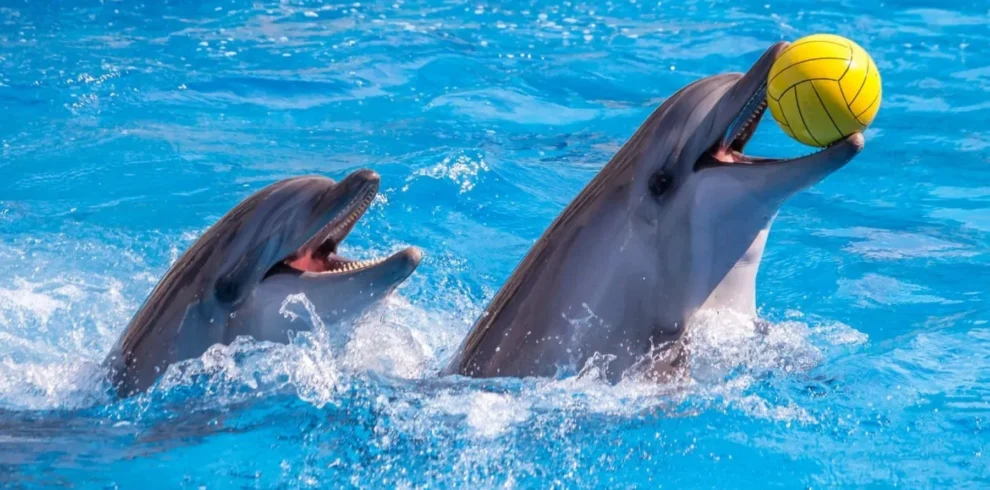 Dubai Dolphinarium